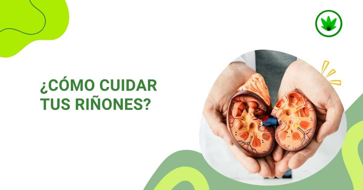 ¿Cómo cuidar tu riñones?
